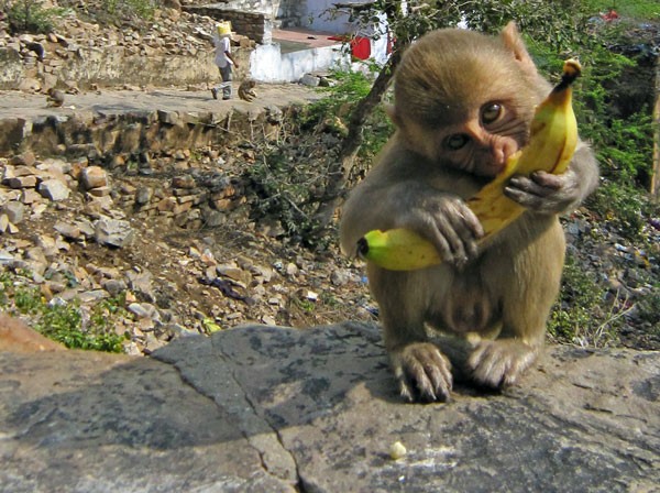 Mientras funcionarios y  bananeros de Naineck se pelean, escasea la banana local en góndolas