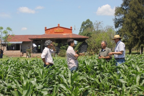 Contexto favorable para la mayor siembra de algodón y maíz