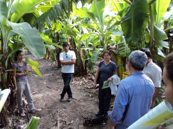 El mayor impacto de la labor del CEDEVA es el cultivo de banana