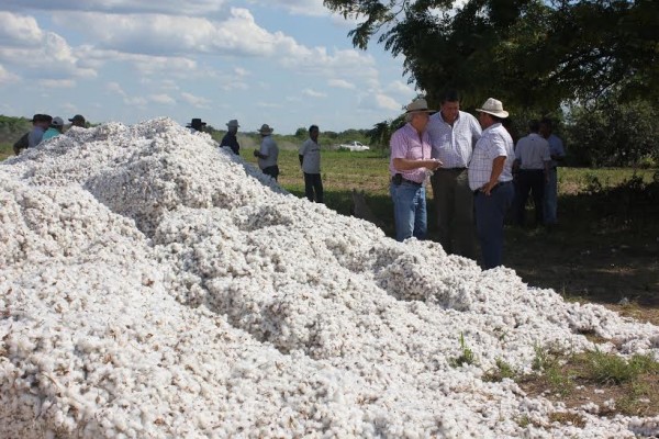 Asisten al sector algodonero