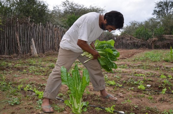 Prosperan innovadores procesos  productivos en comunidades del oeste