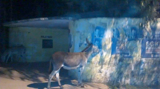 Ibarreta: Los «burros» limpian mejor los carteles que el municipio