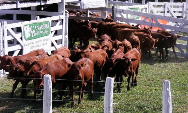 2500 animales saldrán a la venta en  la Fiesta del Ternero Formoseño