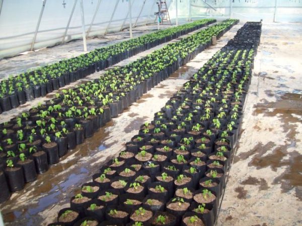 Entregaran miles de plantas de banano a pequeños productores