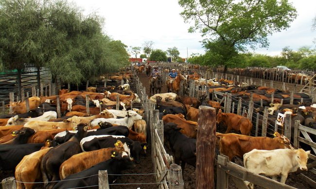 Remate y Expo-rural en Las Lomitas