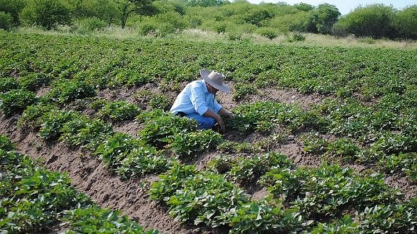 Pagan $7.8 millones en concepto de subsidios por emergencia a productores