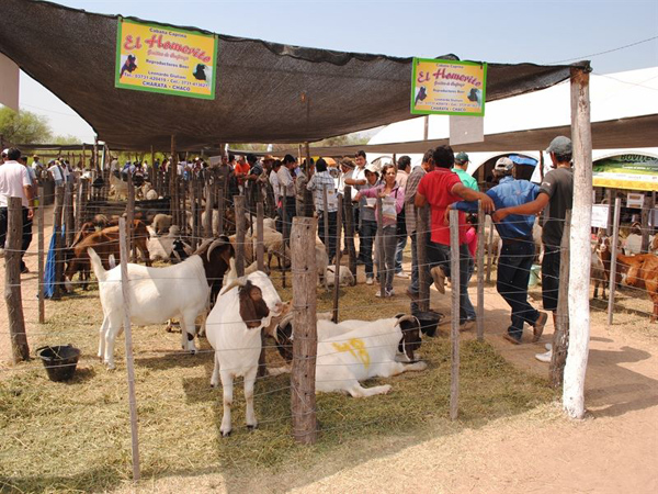 Se viene la “VI Expo Feria de Ganado  Menor y Animales de Granja” en Ibarreta