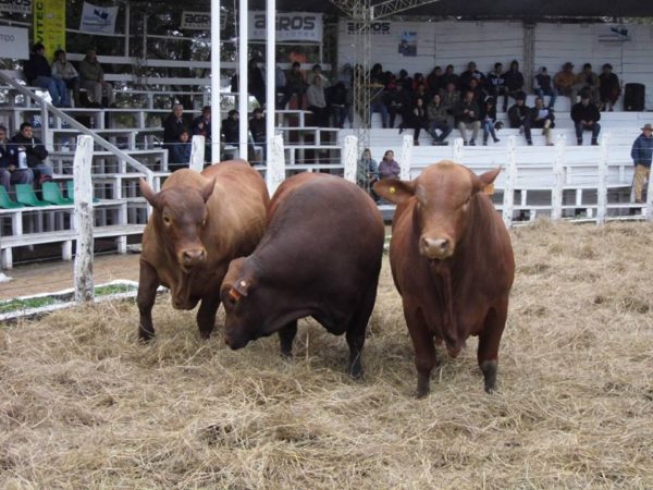 Remate ganadero de la “Expo Formosa 2016”