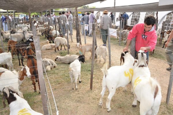 Arranca en Ibarreta la Expo-Feria de Ganado Menor y Animales de Granja