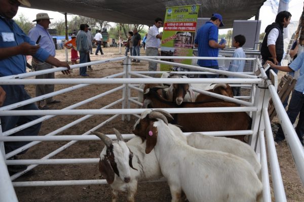 Expo-Feria  de Ganado Menor y Animales de Granja