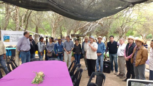Novedosa experiencia de producción  de cebolla en el oeste provincial