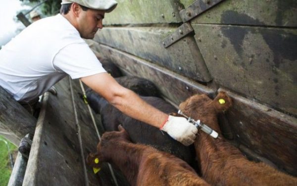 Vacunación antiaftosa: Jornadas del Senasa con entes sanitarios