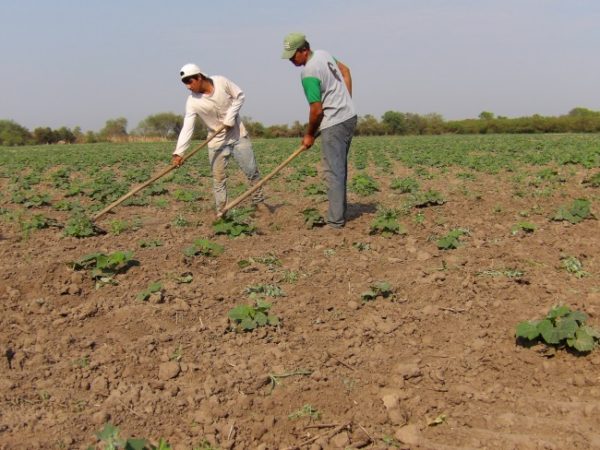 Asistencia a pequeños productores de una decena de colonias rurales