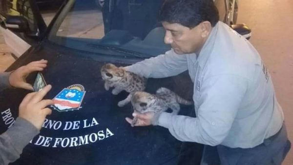 Secuestran despojos de animales silvestres y rescatan dos pumas