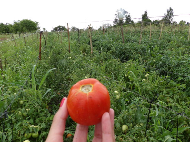 Trabajan en posicionar al tomate local