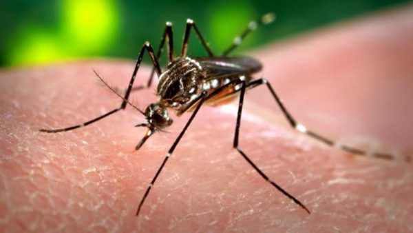 Zika: piden a las familias reforzar la prevención al viajar a países limítrofes