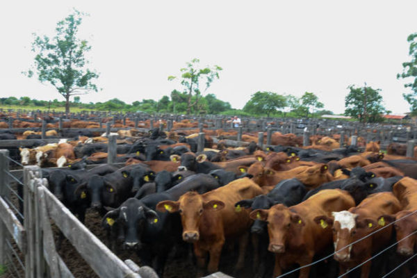 Productores destacaron la calidad de la hacienda presentada