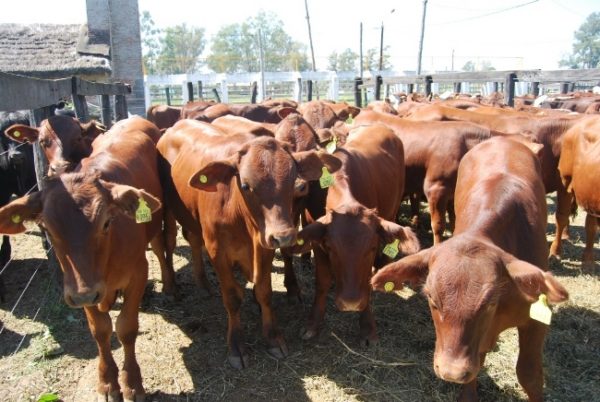 2800 animales saldrán a la venta en la Fiesta del Ternero Formoseño