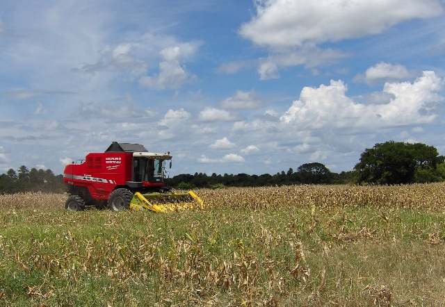 Formosa superaría el millón de hectáreas cultivadas entre la agricultura y pasturas