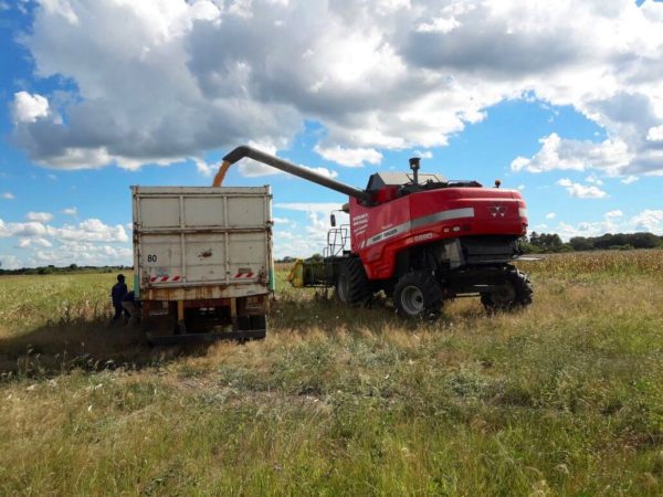 Se ha triplicado la producción de maíz en la provincia