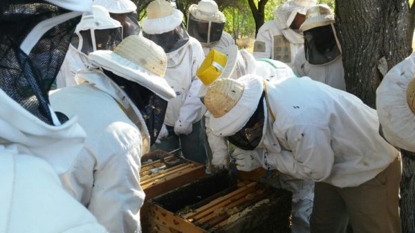 Producción apícola supera los 250 mil kilos