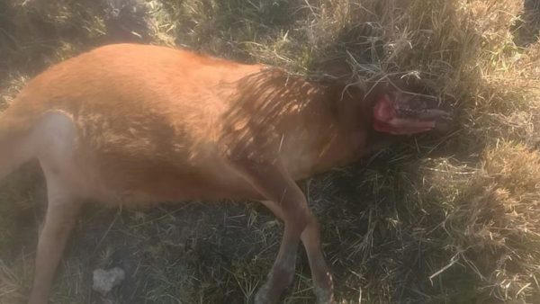 Revive el mito de “cuatreros paranormales” en Ibarreta