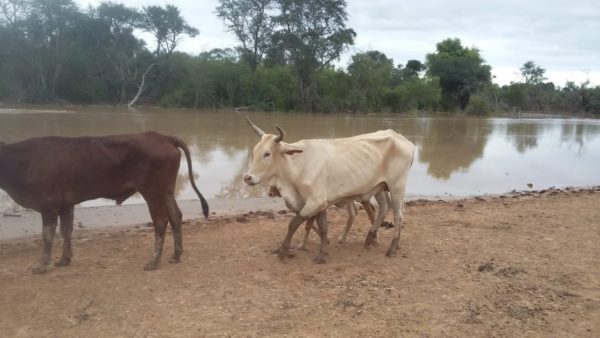 Insfrán decretó «emergencia agropecuaria» por desbordes del río Pilcomayo y bañado La Estrella