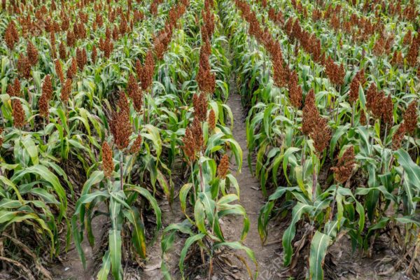 Desde Producción cuantifican en 900 mil las hectáreas cultivadas
