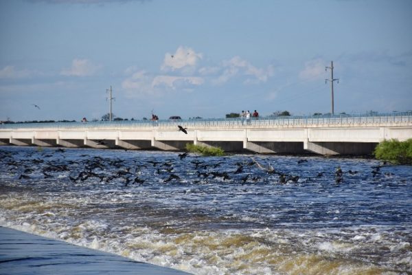 Ya se puede votar para que el bañado La Estrella sea “Maravilla Natural”