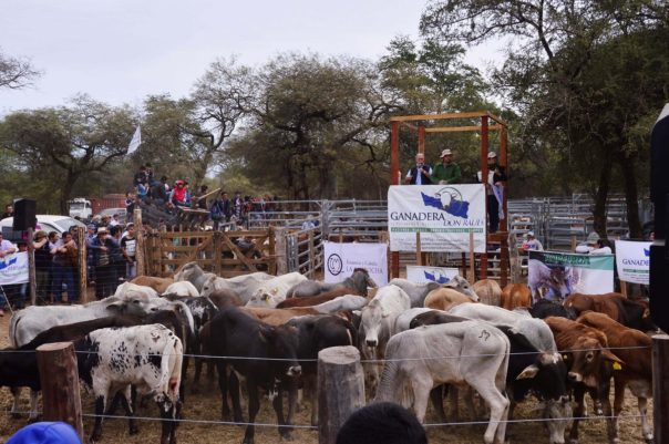 Gran jornada pecuaria en el extremo oeste formoseño