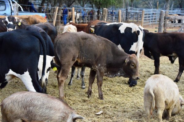 Pequeños productores del oeste tienen regularizadas posesión de sus tierras
