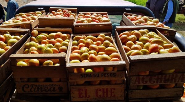 El gobierno renovó respaldo reservado a consolidar un polo productivo tomatero