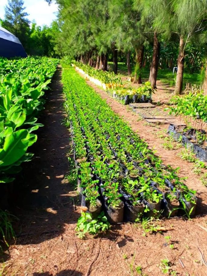 Aporte gratuito de vitroplantas de banana a paipperos
