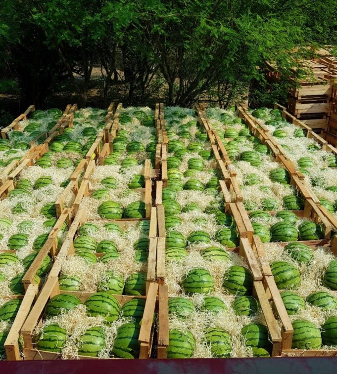 Mas de 2 millones de kilos de sandía lomitense