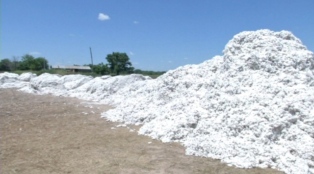 Comenzó la cosecha de algodón con buenos rindes y mejores expectativas