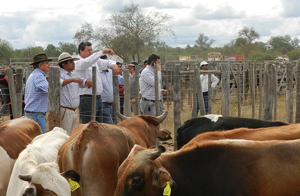 Formosa dispone de un stock ganadero superior a los 2.3 millones de cabezas