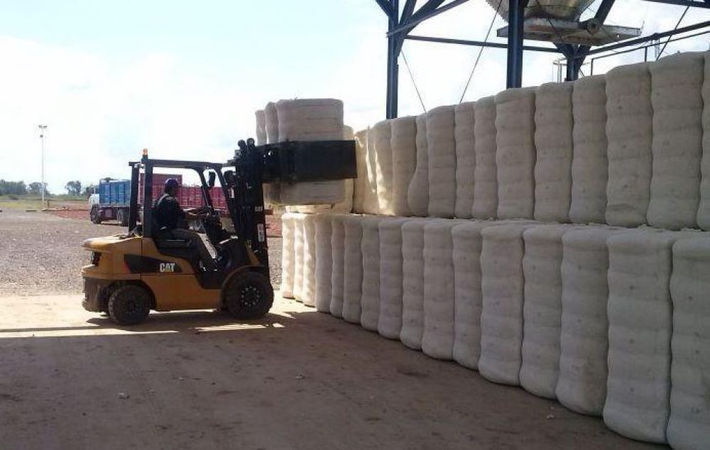 Estiman recibir entre 7 a 8 mil toneladas de algodón en dos desmotadoras oficiales
