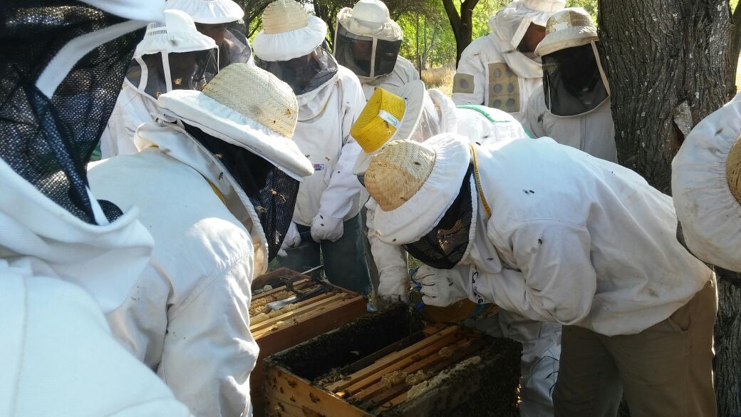 Cuantifican en unos 250 mil kilos la producción anual de miel en Formosa