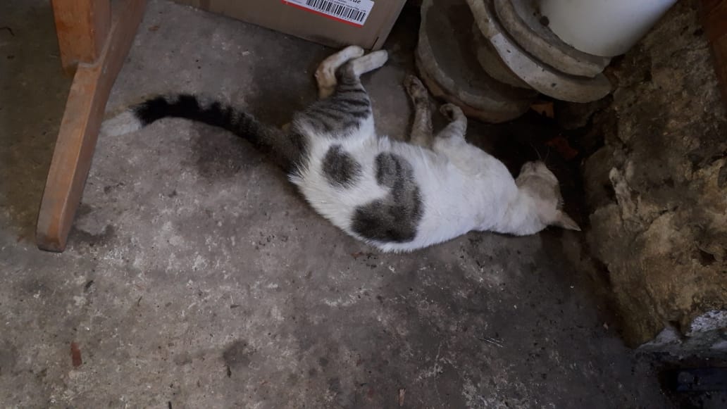 Vecinos del República Argentina preocupados e indignados por envenenamiento de mascotas