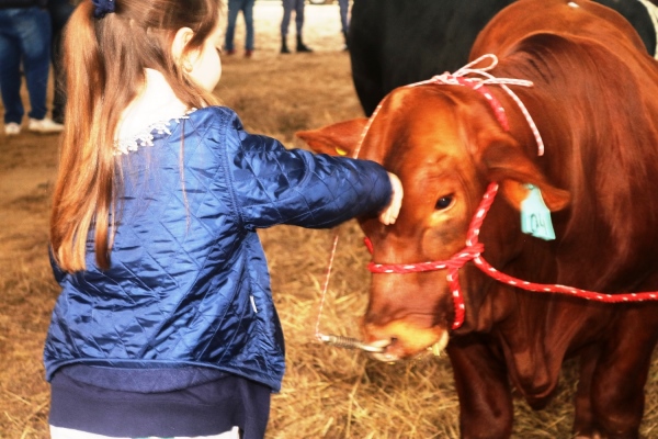 El viernes 30 arranca la Expo Rural Formosa 2019