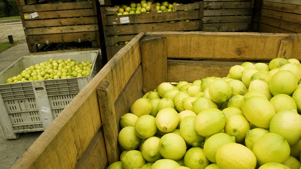 Destinan al Plan Nutrir 4300 kilos de limones del Cedeva Laguna Yema