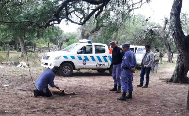 Estanislao del Campo. La Policía colaboró en la liberación de un puma hallado en cautiverio