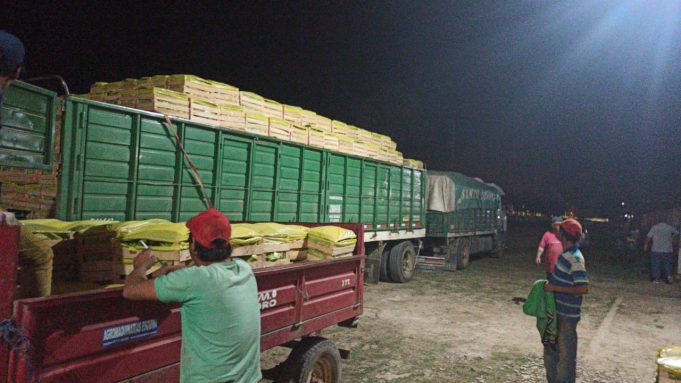 Desde marzo, un promedio diario de nueve camiones trasladan bananas desde Naineck al país