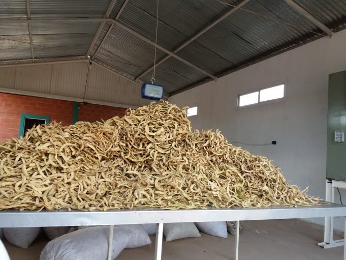 Ya están para certificación de Bromatología tres productos a base de harina de algarroba