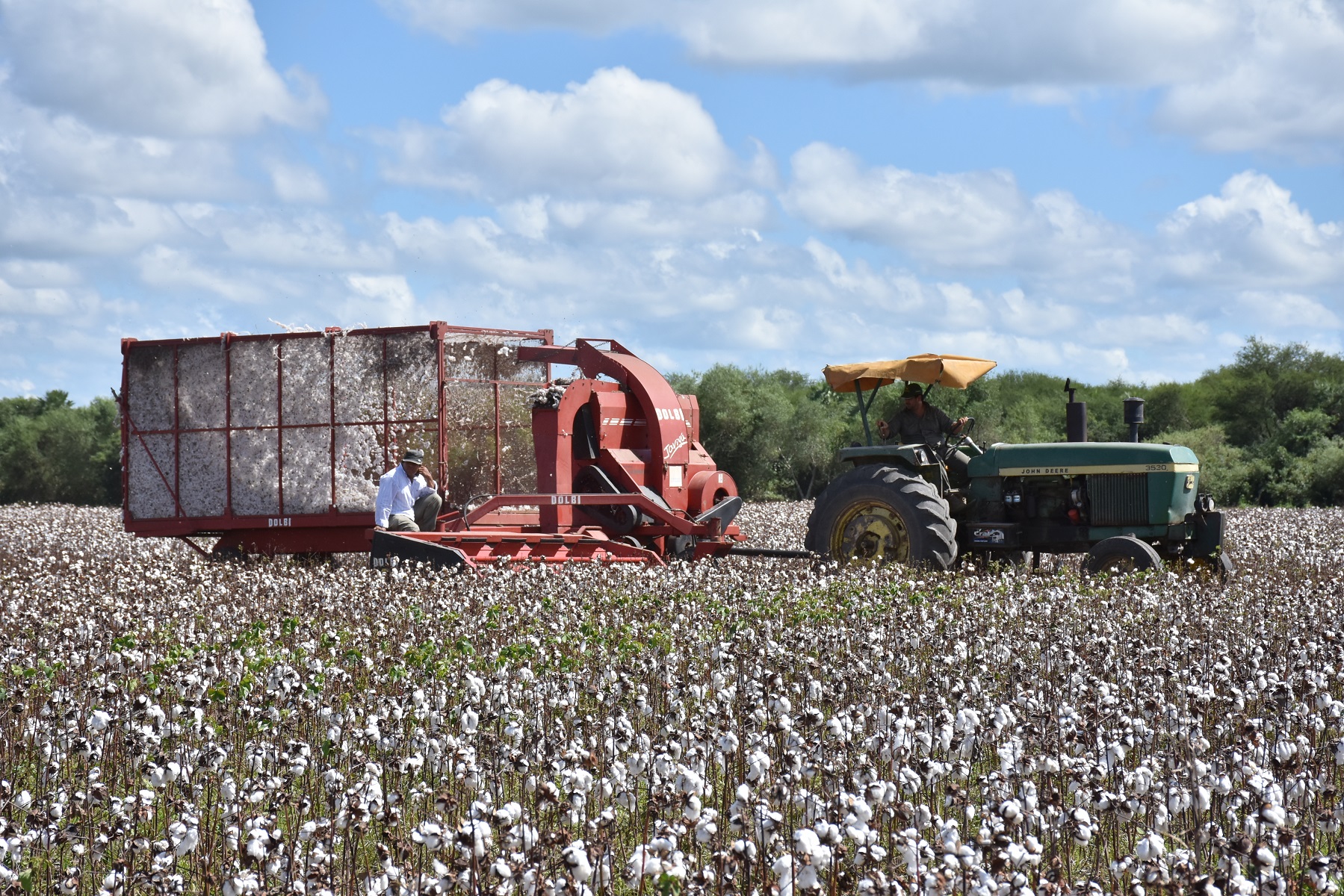 Algodón: Precios de referencia fijados por Formosa son los mejores de la región