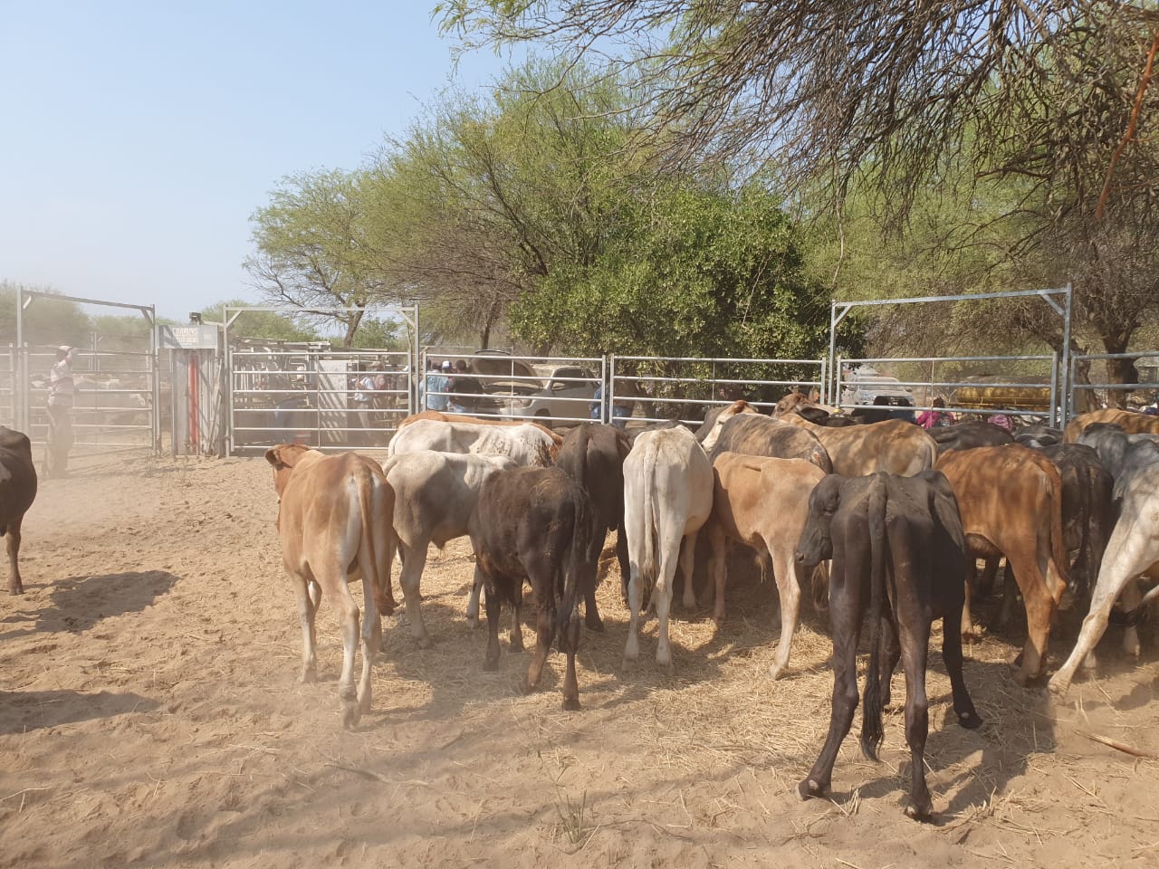Pequeños productores paipperos protagonizaron histórica venta de animales vacunos en el centro oeste