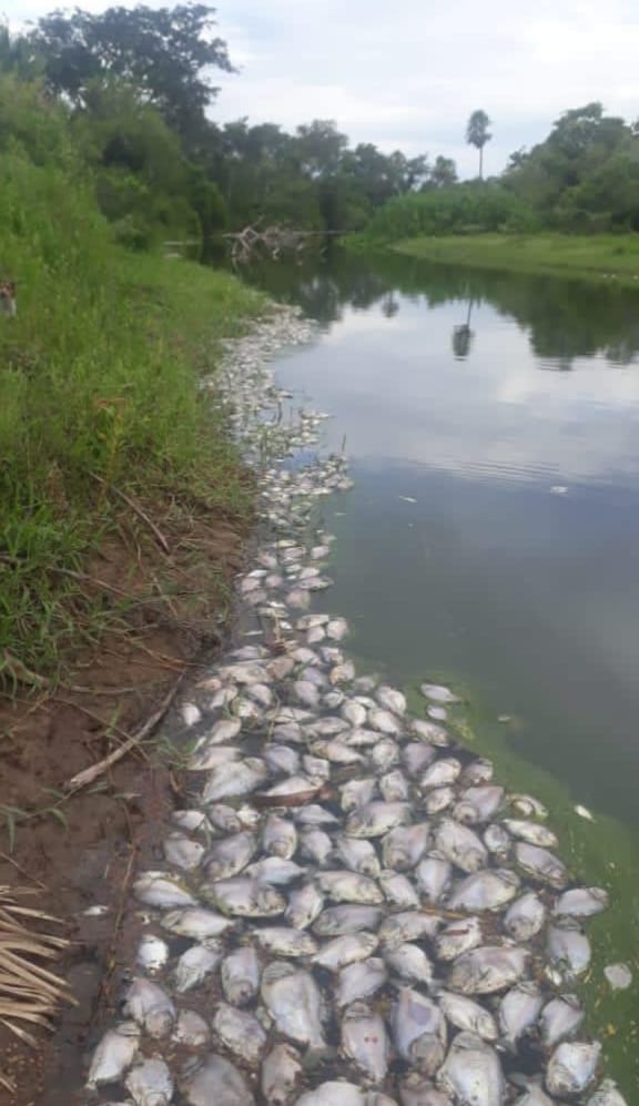Mortandad de peces en El Porteño: Minetti llevó tranquilidad a la población