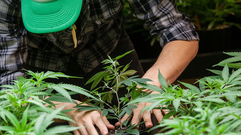 RÍO NEGRO: Luz verde de Salud al proyecto de cultivo de cannabis con fines de investigación