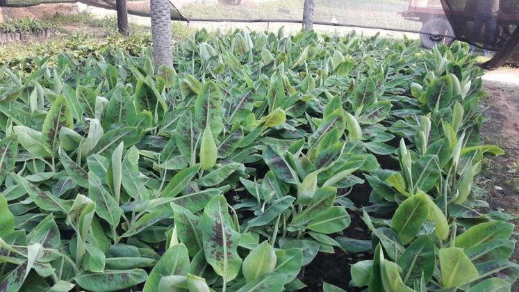 CEDEVA prevé entregar 120 mil plantas de banano durante la actual campaña