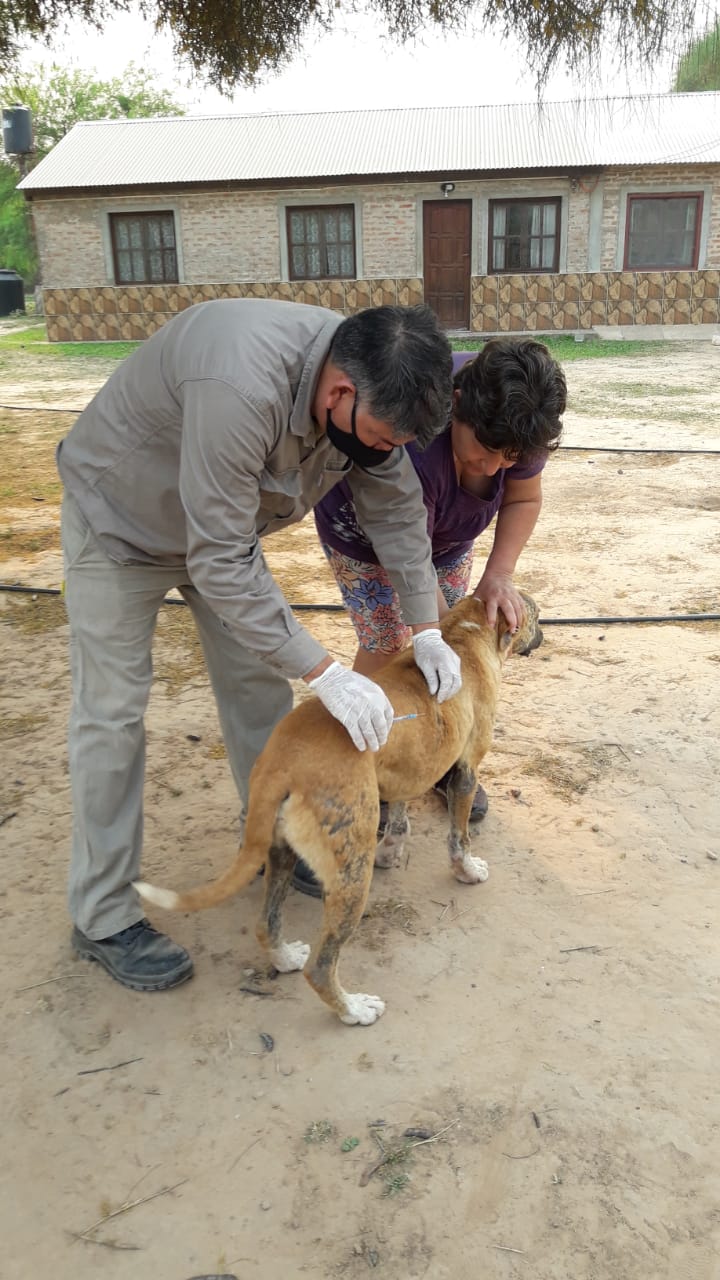 Vacunación antirrábica gratuita de perros y gatos en Pozo del Tigre